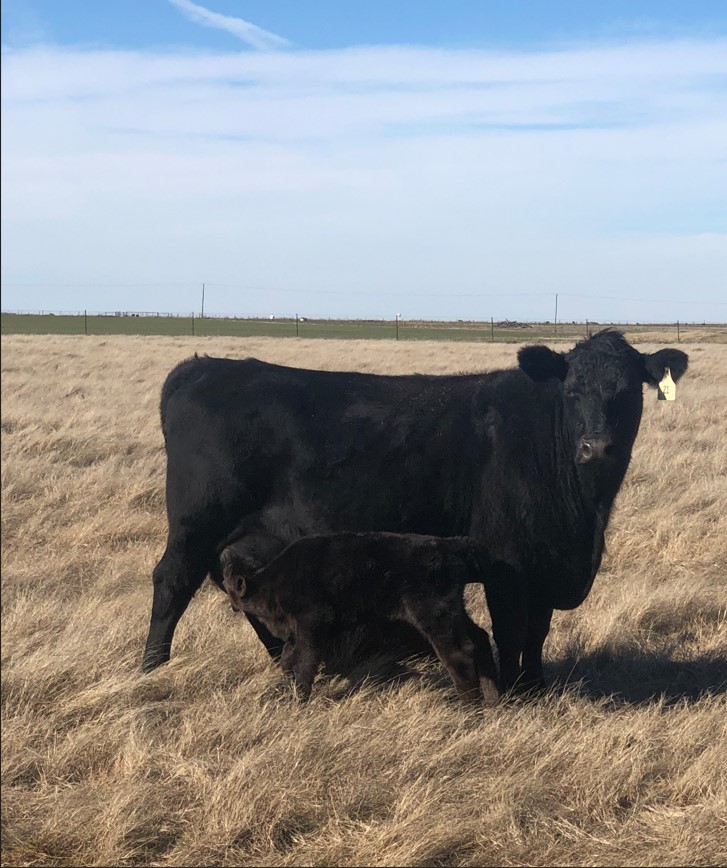 Mid to Heavy Bred 6 to 9 year old Black Angus Cows